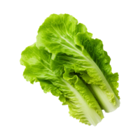 AI generated Green lettuce isolated on transparent background fresh lettuce png generative ai