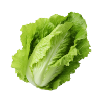 AI generated Green lettuce isolated on transparent background fresh lettuce png generative ai