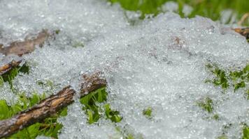 macro lapso de tiempo Disparo de brillante partículas de derritiendo nieve y abierto verde césped y rama. cambio de temporada desde invierno a primavera en el bosque. video