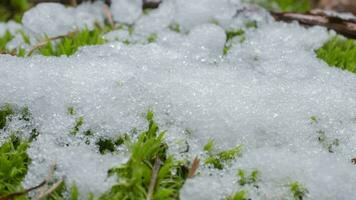 macro time-lapse schot van glimmend deeltjes van smelten sneeuw en Open groen gras en blad. verandering van seizoen van winter naar voorjaar in de Woud. video