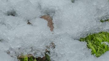 Macro time-lapse shot of shiny particles of melting snow and open green grass and leaf. Change of season from winter to spring in the forest. video