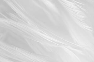 Beautiful line white feather wool pattern texture background photo