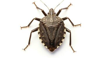 AI generated Photo of Stink Bug isolated on white background. Generative AI