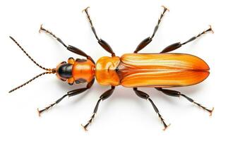 AI generated Photo of Soldier Beetle isolated on white background. Generative AI