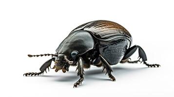 ai generado foto de estiércol escarabajo aislado en blanco antecedentes. generativo ai