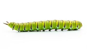 AI generated Photo of Caterpillar isolated on white background. Generative AI