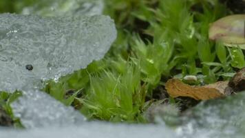 macro lapso de tiempo Disparo de brillante partículas de derritiendo nieve y abierto verde coles y hoja. cambio de temporada desde invierno a primavera en el bosque. video