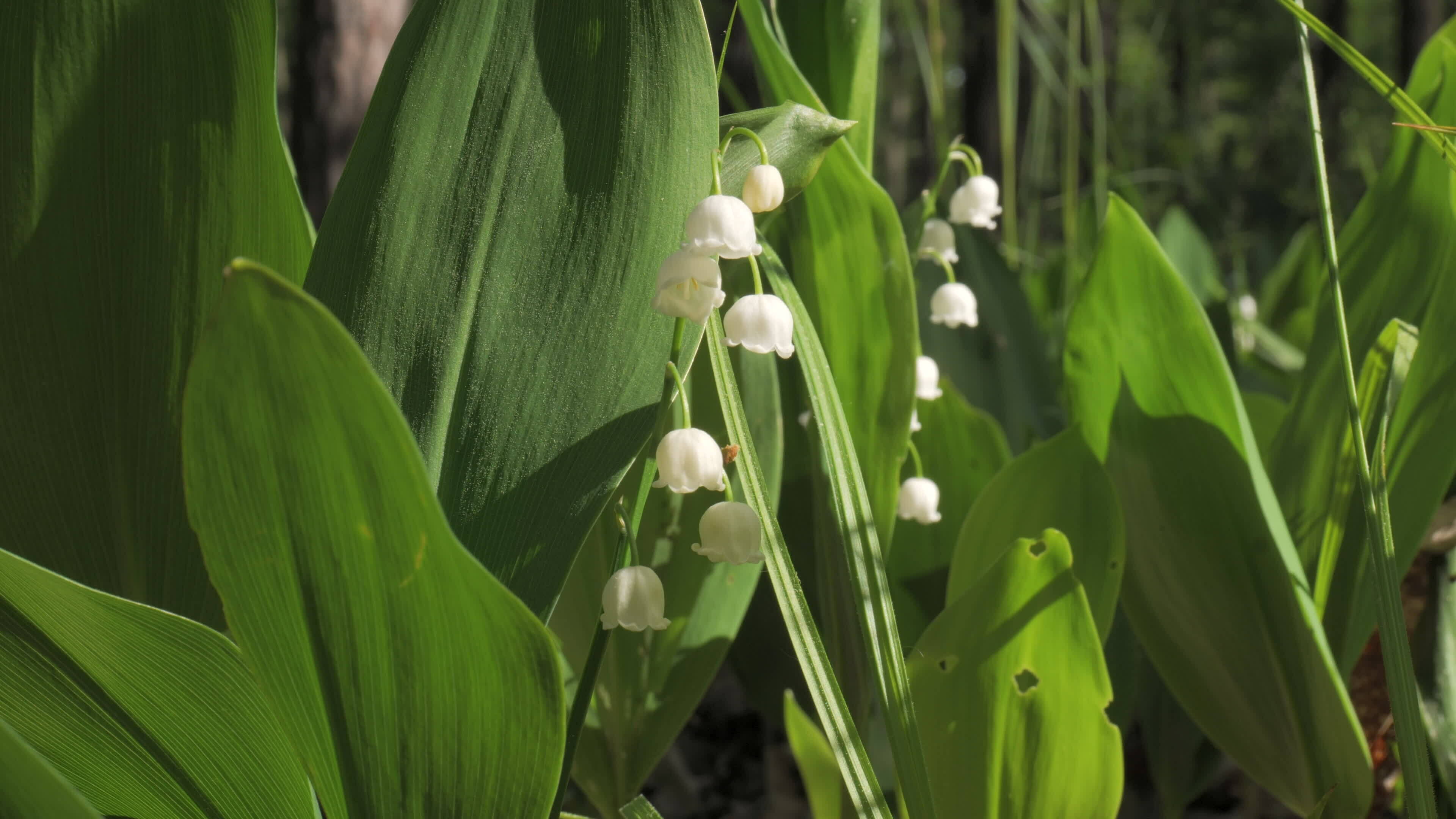 Maiglöckchen Frühling Blumen Blühen. Bündel von Weiß Frühling Lilly von