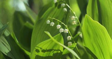 muguet printemps fleurs épanouissement. bouquet de blanc printemps lilly de le vallée fleur croissance dans une printemps forêt. arôme fleurs proche en haut. 4k euhd vidéo video