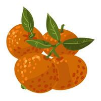 The tangerines group. Vector illustration of a whole citrus fruit, a branch with citrus fruits isolated on a white background. Cartoon flat style, hand-drawn, spots dots