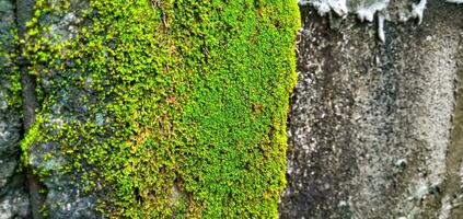 Moss green texture. Moss background. Green moss on grunge texture, background photo