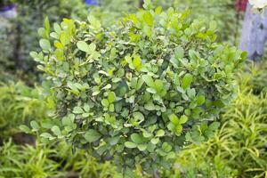 A bunch of green leaves, Orange jasmine,murraya paniculata photo