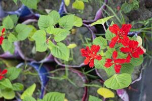 Flower of Salvia splendens or Bonfire salvia plant with a blurred background photo