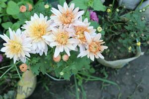 Closeup flower of Chrysanthemum morifolium, creating a cushion-like structure that forms the flower's eye-catching core photo