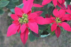 Closeup of Poinsettia or Euphorbia pulcherrima flower, are recognized for their vibrant and distinctive flowers photo