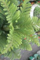 Green leaves of Araucaria heterophylla, commonly known as the Norfolk Island Pine, are distinctive and visually striking. photo