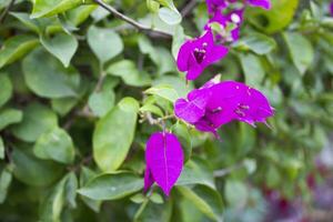 Closeup of Bougainvillea flower with a blurred natural photo