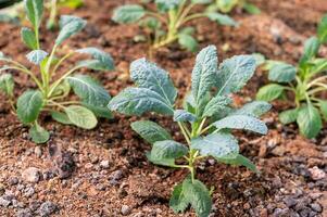 Kale plants in the greenhouse photo