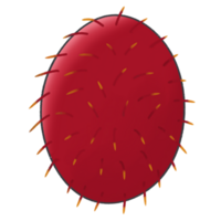 tecknad serie klämma konst frukt rambutan png