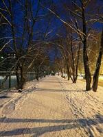 a snowy path in the park at night photo