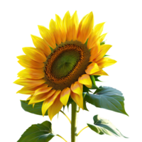 AI generated sunflower plant isolated on transparent background. AI Generated png