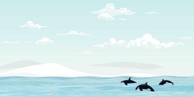 Killer whale pack swimming in the sea vector illustration. Orca in arctic ocean flat design.