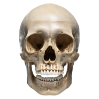 AI generated Human woman skull cranial with teeth isolated on transparent background. AI Generated png