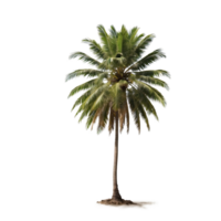 AI generated coconut palm tree isolated on transparent background png