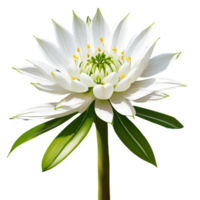 AI generated tree Ornithogalum flower isolated on transparent background. AI Generated png