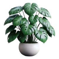 AI generated Monstera in potted isolated on transparent background. AI Generated png