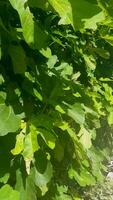 un escena de un higo árbol con luz de sol reflejado video