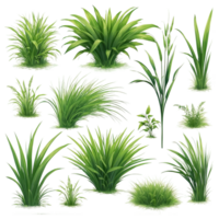 AI generated bunch of green grass isolated on transparent background png