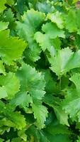 Lush green grape leaves growing in a vineyard video