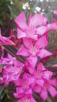 szenisch Aussicht von ein Oleander Baum im voll blühen video