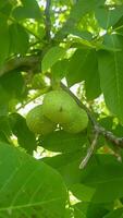 A spectacle of walnuts like never before video