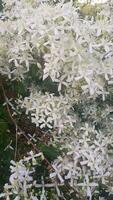 Clematis ligusticifolia beauty in bloom video