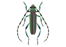 Longhorn Beetle Vector Art isolated on White Background