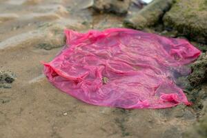 Plastic Pollution on beach -  Environmental Problem photo