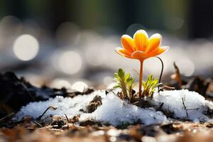 AI generated Spring snowdrops flowers orange crocuses in the snow on a bokeh background with space for text. Generated by artificial intelligence photo