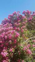 en frodig landskap av rosa oleander video