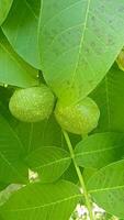 Unripe Walnuts on a Walnut Tree Branch video