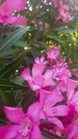 Vibrant oleander blooms in the landscape video