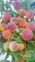 Branches laden with ripe peaches video