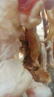 seco carne panorama com vespas comendo em isto video