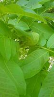 Super slow motion on a walnut branch video