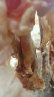 Naturally dry meat hung with wasps video