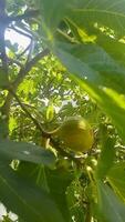Scene from inside a fig tree hanging from a fig video