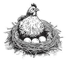 Hen laying eggs in the nest retro sketch hand drawn in engraving style Vector illustration