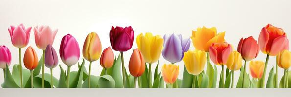 AI generated Assorted Tulips Arranged in a Line on White Background photo