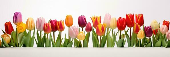 ai generado clasificado tulipanes alineado en blanco antecedentes foto